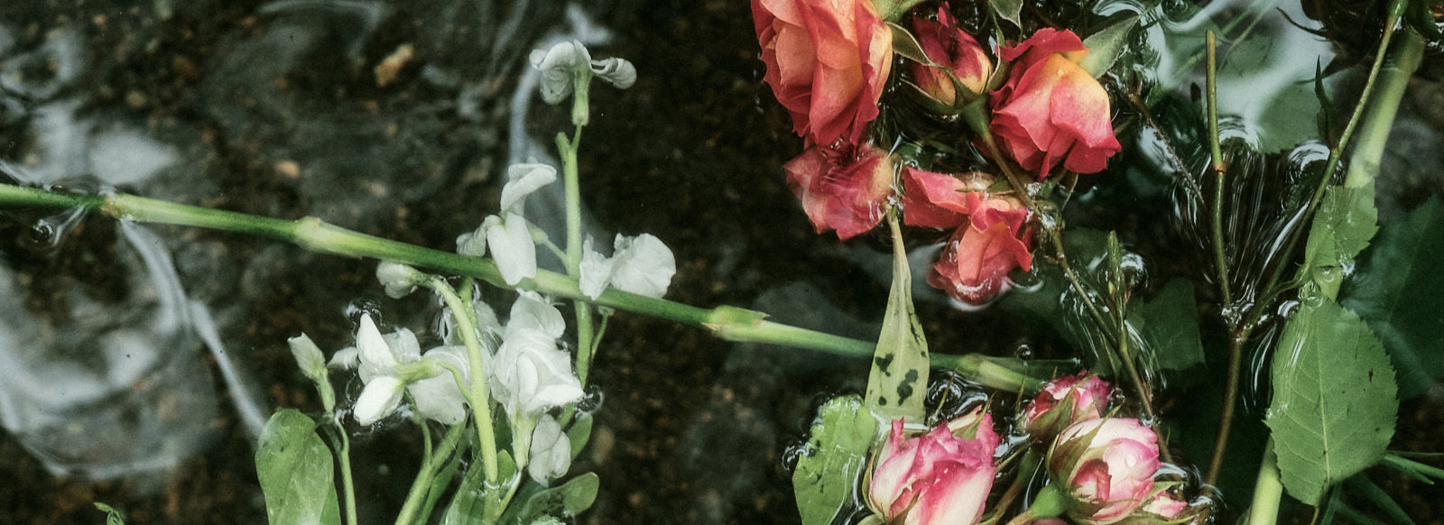 Harmony Woods Shares Surprise Album GRACEFUL RAGE!